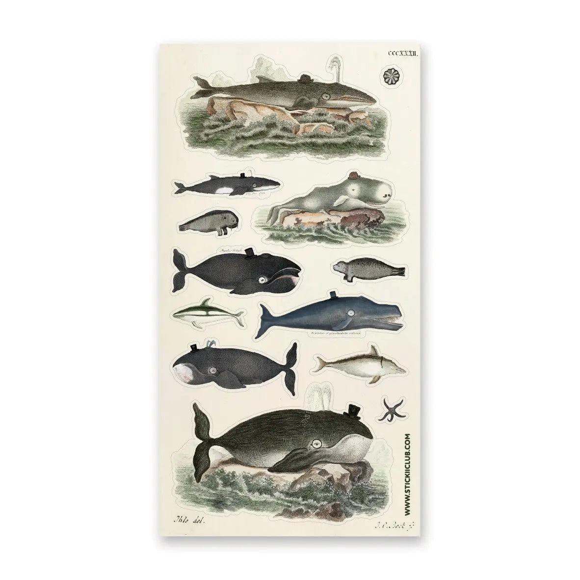 🎩🐳 Very distinguished, very deep, very delightful! This charming sheet is filled with dapper whales and curious sea creatures dressed for their grand ocean debut. With tiny top hats, monocles, and a wonderfully whimsical old-world feel, these gentle giants will bring plenty of seaside sophistication to your creations.
Top Coating: None
Adhesive Layer: Paper
Backing Layer: Paper
6.69"x3.54"
Weight: 0.03oz
1 Sheet Included