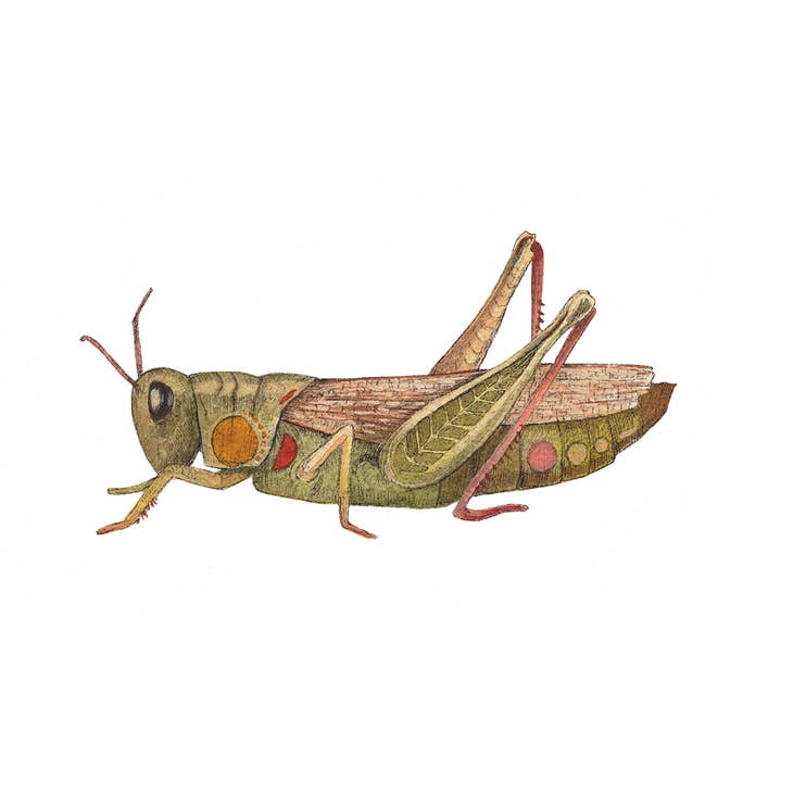 Pegatina de saltamontes
