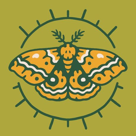 Mustard Beetle