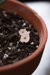 Cherry Blossom Enamel Pin