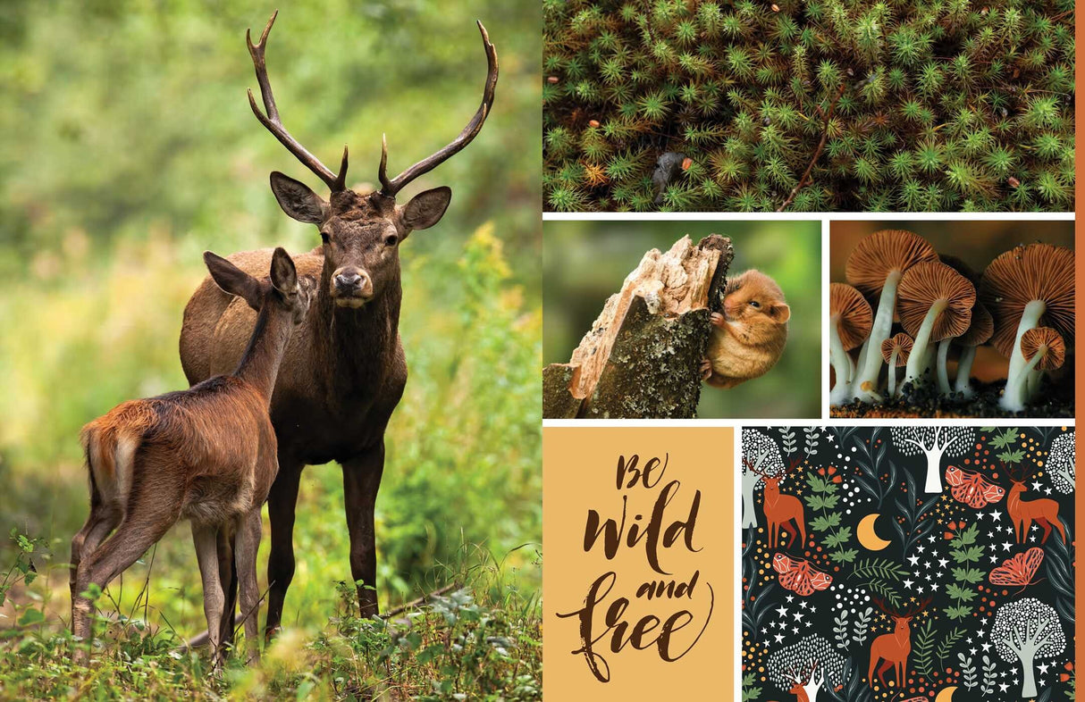 Celebrate the natural beauty of the forest and all the amazing creatures that call it home with vibrant, full-color images ready for you to add to collages, vision boards, scrapbooks, greeting cards, and more. From photographs of wide-eyed owls and bushy-tailed squirrels to botanical illustrations and inspirational quotes, Cut &amp; Collage Woodland Creatures captures the biodiversity and magic of the forest, adding endless possibilities to all of your crafting projects. The only limit is your imagination.
