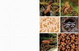 Celebrate the natural beauty of the forest and all the amazing creatures that call it home with vibrant, full-color images ready for you to add to collages, vision boards, scrapbooks, greeting cards, and more. From photographs of wide-eyed owls and bushy-tailed squirrels to botanical illustrations and inspirational quotes, Cut &amp; Collage Woodland Creatures captures the biodiversity and magic of the forest, adding endless possibilities to all of your crafting projects. The only limit is your imagination.
