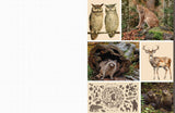 Celebrate the natural beauty of the forest and all the amazing creatures that call it home with vibrant, full-color images ready for you to add to collages, vision boards, scrapbooks, greeting cards, and more. From photographs of wide-eyed owls and bushy-tailed squirrels to botanical illustrations and inspirational quotes, Cut &amp; Collage Woodland Creatures captures the biodiversity and magic of the forest, adding endless possibilities to all of your crafting projects. The only limit is your imagination.
