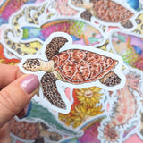 Pegatinas de la Gran Barrera de Coral: juego de 6