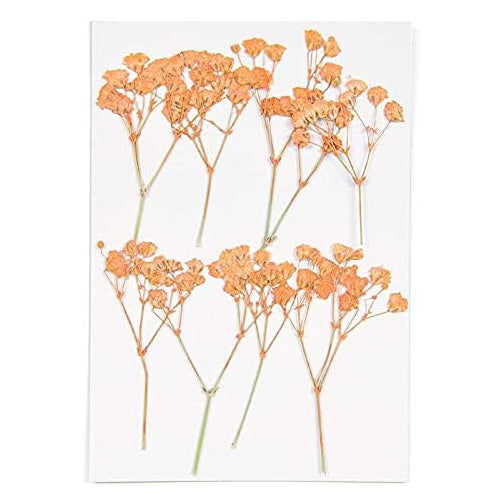Set de flores y plantas prensadas Gypsophilia Peach