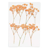 Set de flores y plantas prensadas Gypsophilia Peach