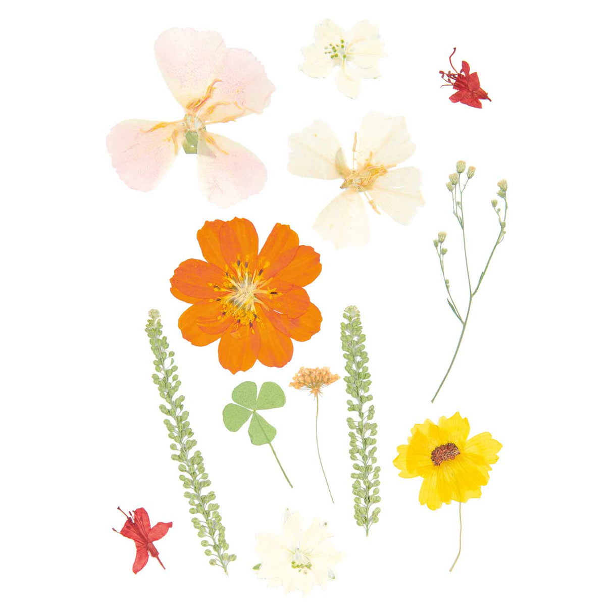 Set de flores y plantas prensadas en mezcla de naranja natural