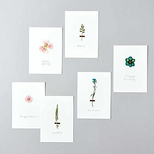 Set de flores y plantas prensadas Gypsophilia Peach