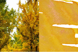 Dominant Industry Pearl Ink 25ml - October Leaves