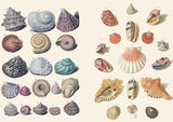 With hundreds of sticky curiosities ready to beautify your junk journal or collage, this book is the perfect companion to The Ransom Note Sticker Book. This cute little sticker book is packed with extraordinary images that can be used for scrapbooks, journals, collaging, and many other creative pursuits.

The stickers are all vintage illustrations. There are 40 spreads of stickers, over 600 altogether, presented in categories and interspersed with quirky vintage backgrounds. Examples include: Vintage cute t