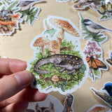 Pegatina de vinilo con salamandra moteada y hongos colorados 