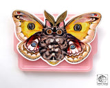 Paper Puffin - Moth Cat "Big Eyes" Vinyl Sticker