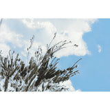 Hobonichi Techo 2026 Spring Original Book & Cover - Kyohei Sakaguchi: Field Sky [JPN/A6/April Start]