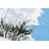 Hobonichi Techo 2026 Spring Cousin A5 Book & Cover - Kyohei Sakaguchi: Field Sky [JPN/A5/April Start]