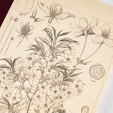 Hobonichi Plain Notebook (A5) - Yamazakura