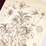 Cuaderno gráfico Hobonichi A6 - Yamazakura